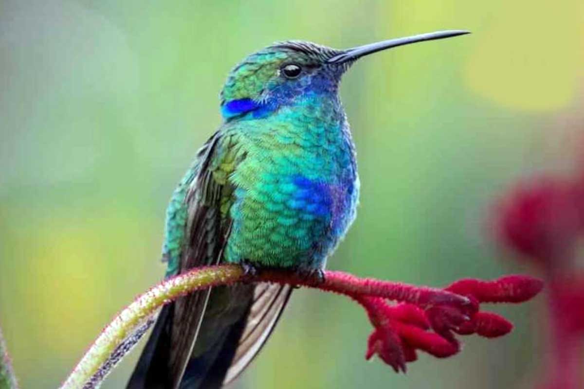 El colibrí: el inesperado meme viral que consuela a México