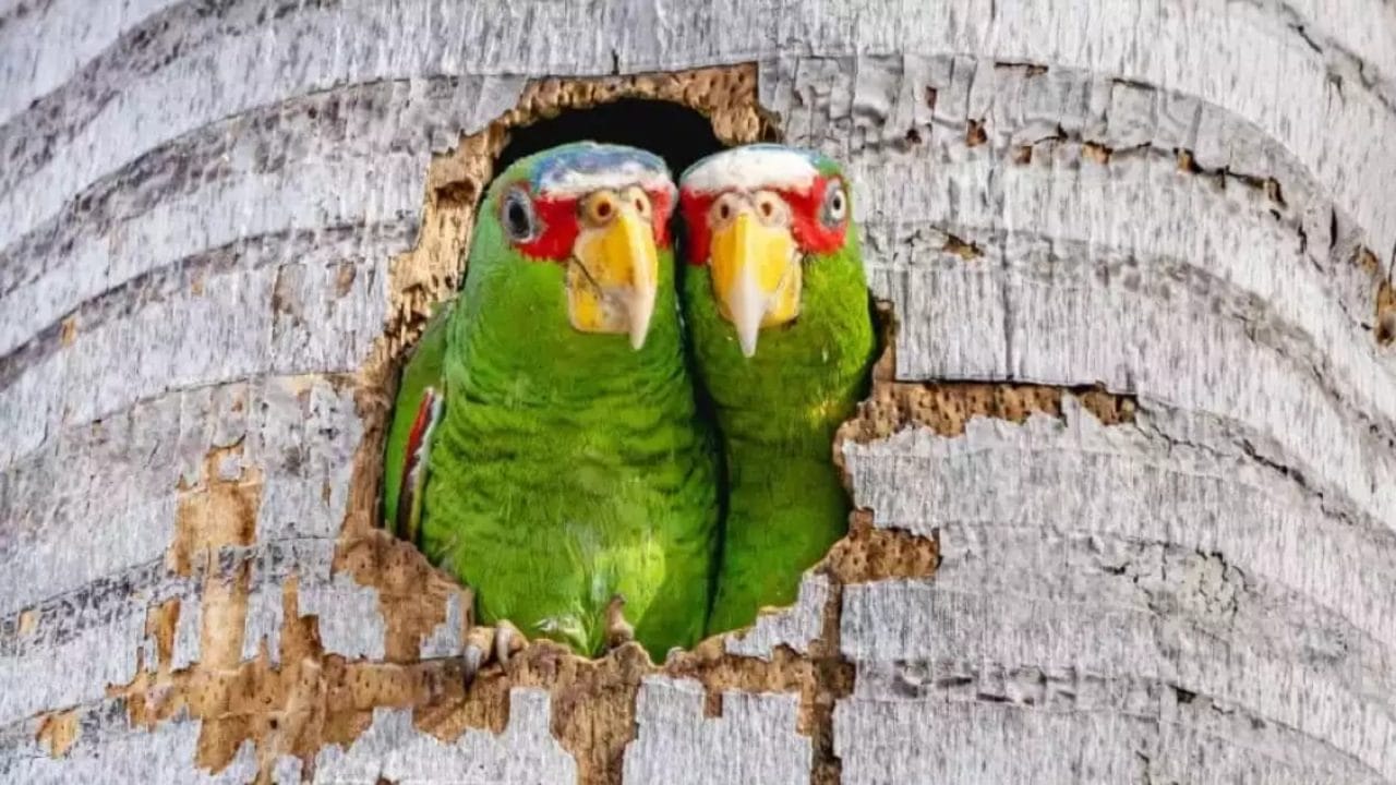 Loros silvestres en Mérida enfrentan hambre y riesgos urbanos
