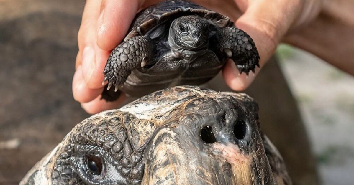 Goliath, la tortuga de 135 años de Zoo Miami, es padre por primera vez