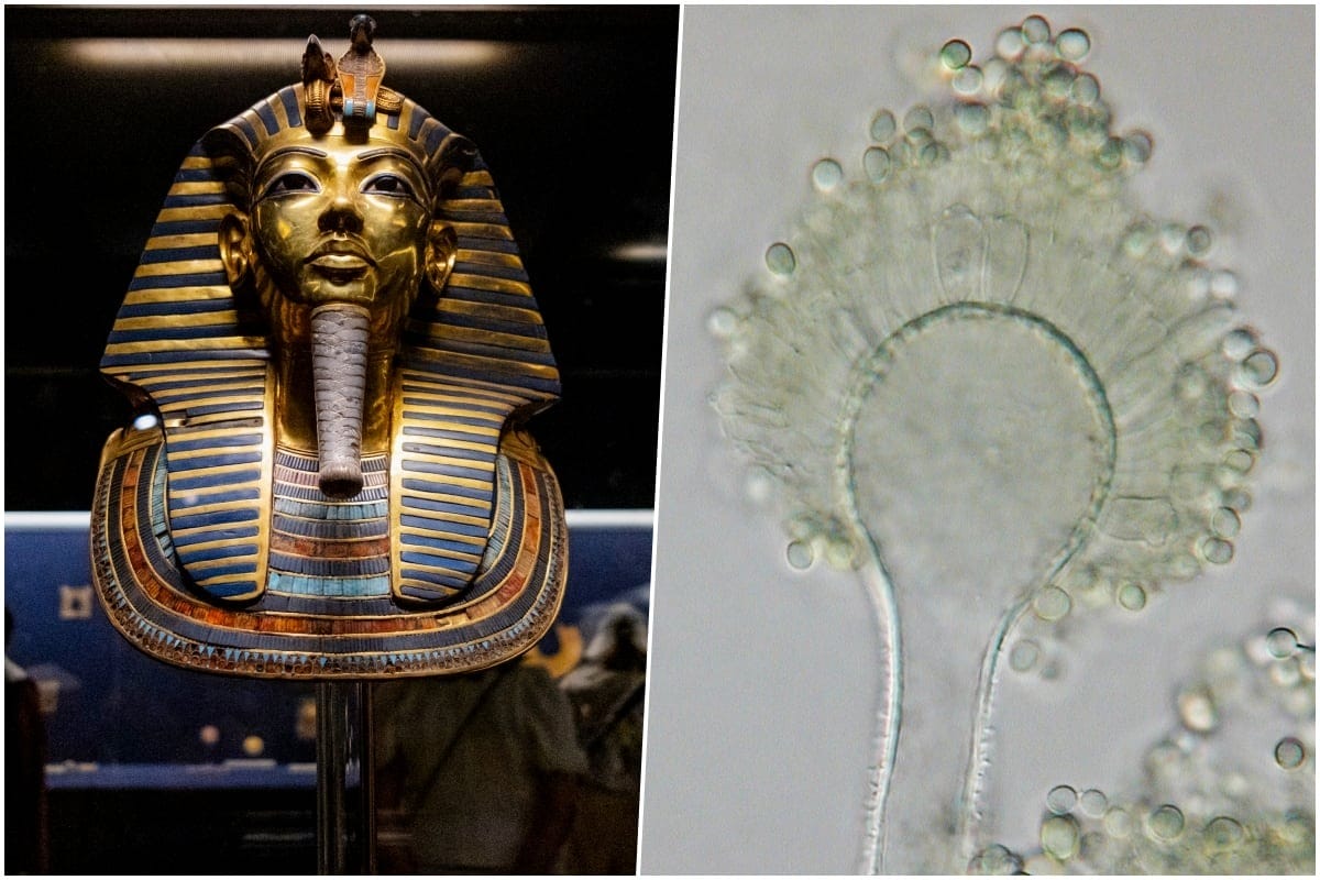 Hongo de la Maldición de Tutankamón Hongo de la “maldición” de Tutankamón cura el cáncer