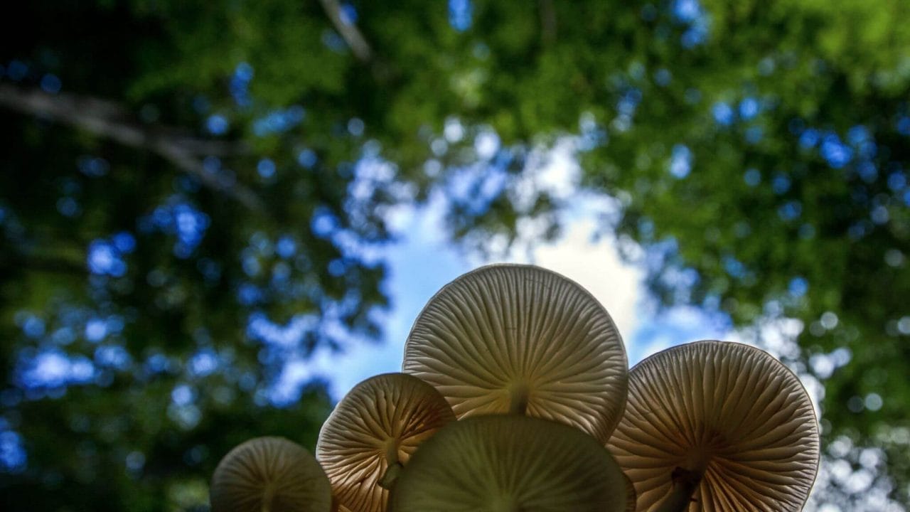 Hongos que comen plástico: la solución natural a la contaminación