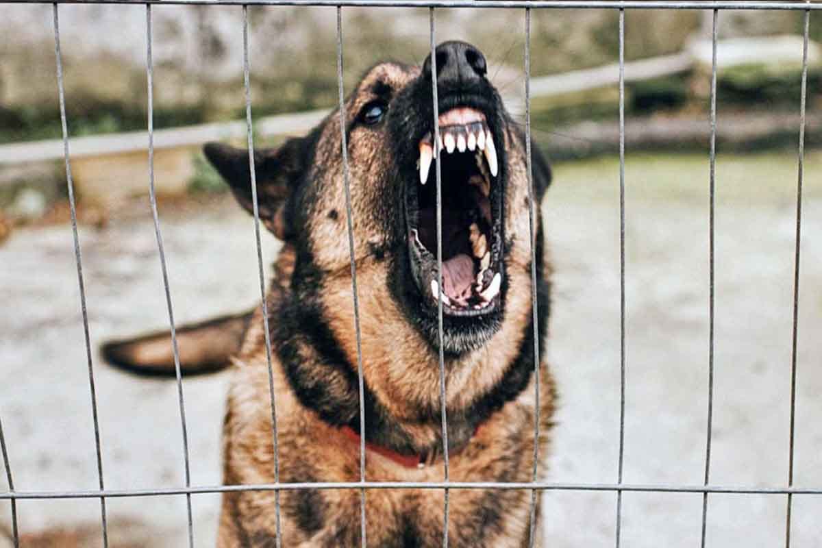 Jauría ataca a familia en Puente de Autopista México-Querétaro; dos heridos graves