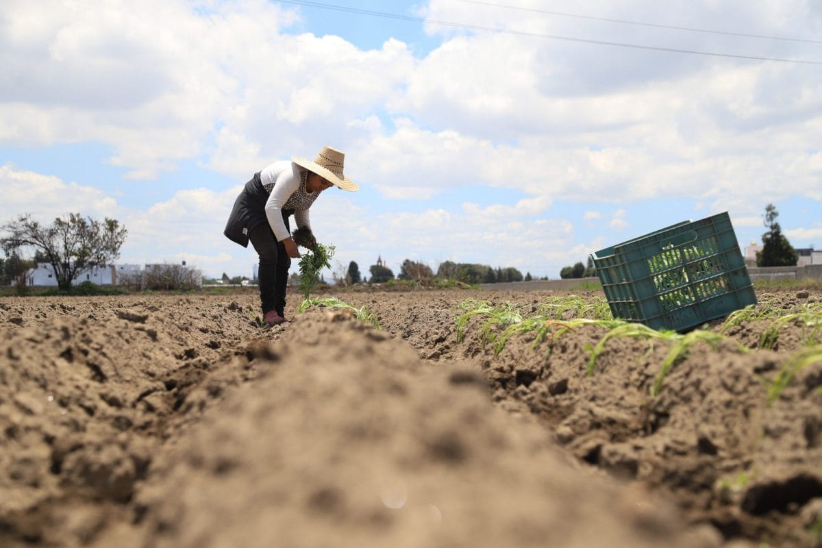 ”La lluvia ya no llega”: la voz de los agricultores ante el cambio climático