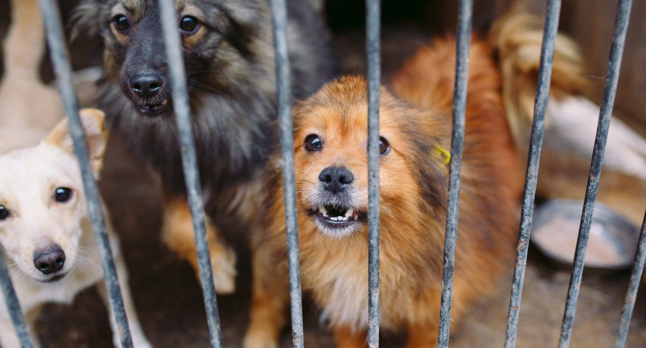 Animales protegidos por ley: endurecen penas contra el maltrato en Chiapas