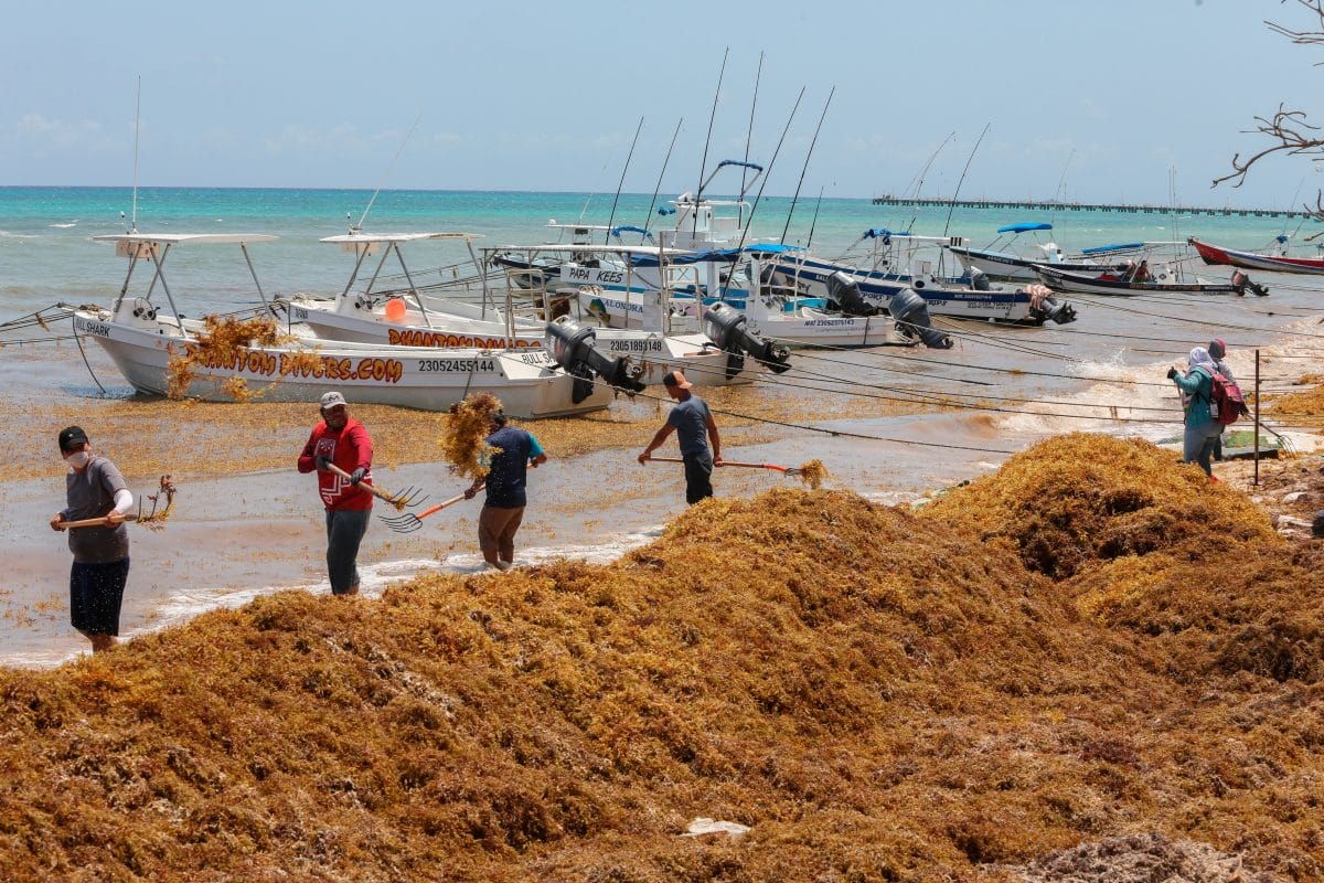 Playa del Carmen: Doble Amenaza de Sargazo y Narcotráfico
