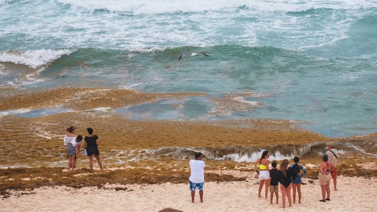 Sargazo Ahoga Quintana Roo: Alerta Máxima, ¿Récord en 2025?