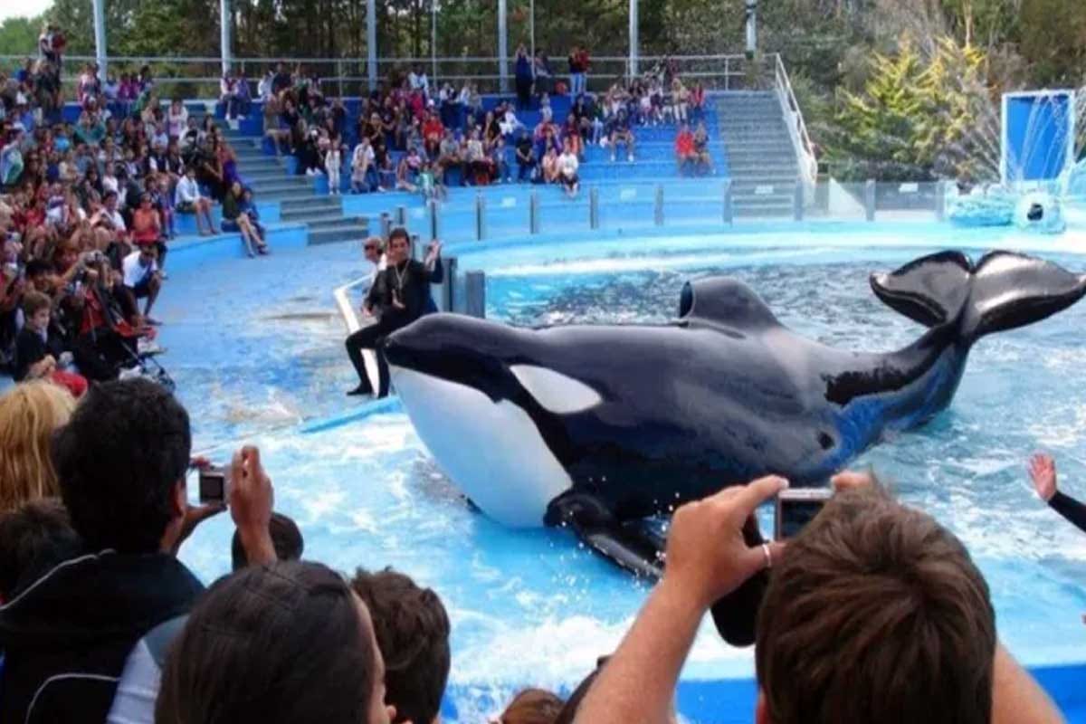 Un paso histórico: México legisla en favor del bienestar de los mamíferos marinos