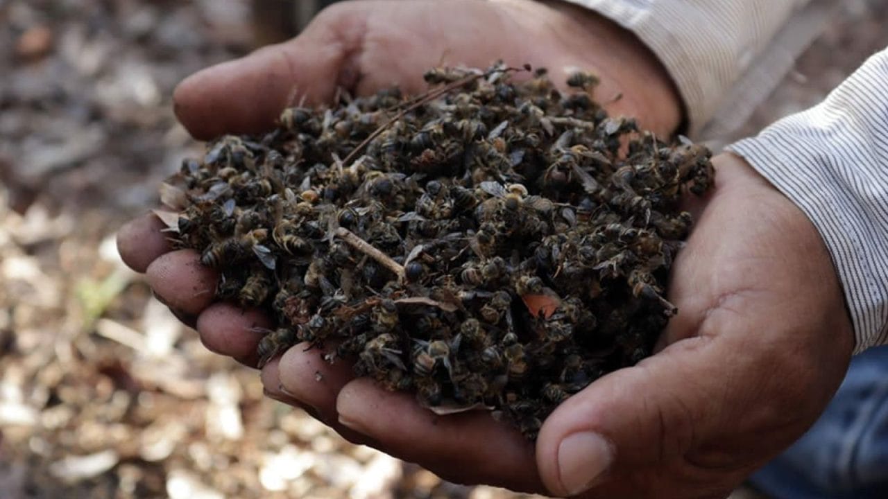 SEMARNAT condena ecocidio: exterminan abejas en Yucatán con plaguicidas
