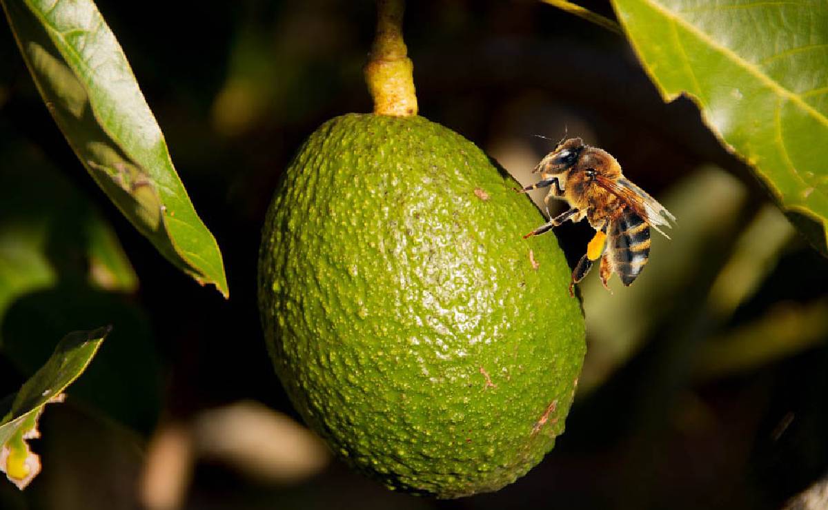 Sin abejas no hay aguacate, tequila ni jitomate: la crisis silenciosa