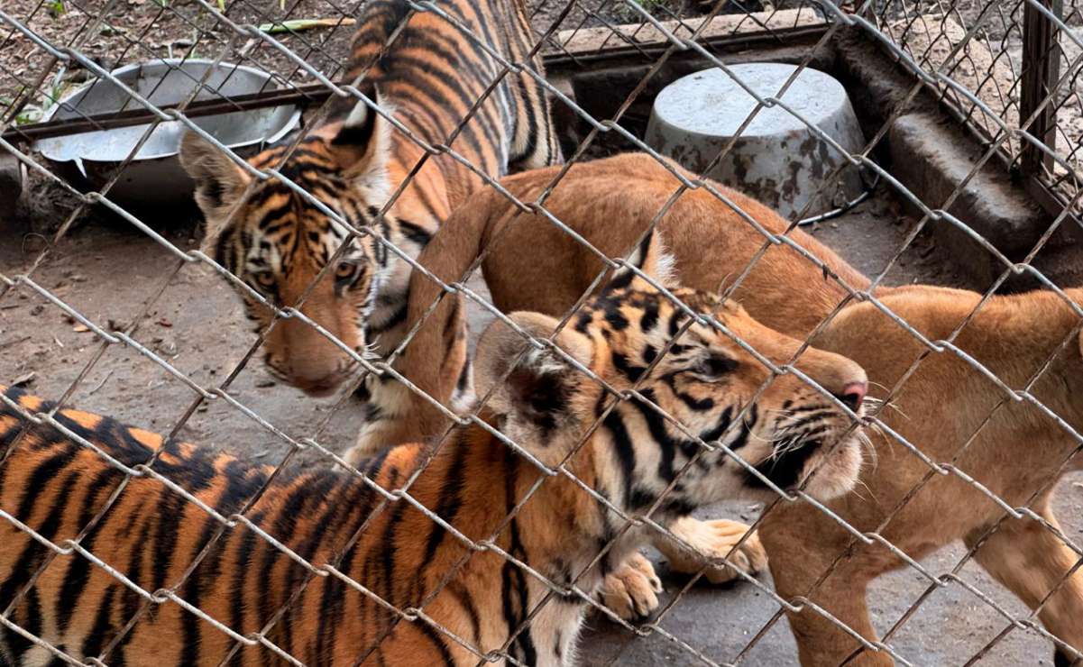 Rescatan a 75 felinos de un “infierno” en Veracruz
