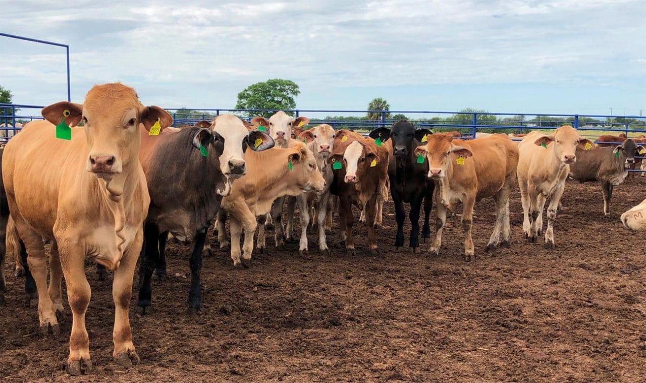 Estados Unidos reabre gradualmente sus fronteras al ganado mexicano tras controlar plaga