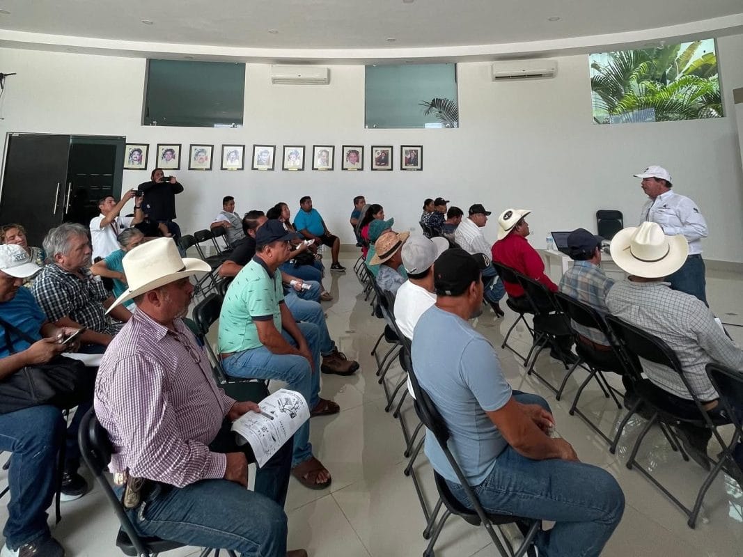 Playa del Carmen: Mercado Lidera Lucha vs Plaga Ganadera Playa del Carmen: Mercado Lidera Lucha vs Plaga Ganadera