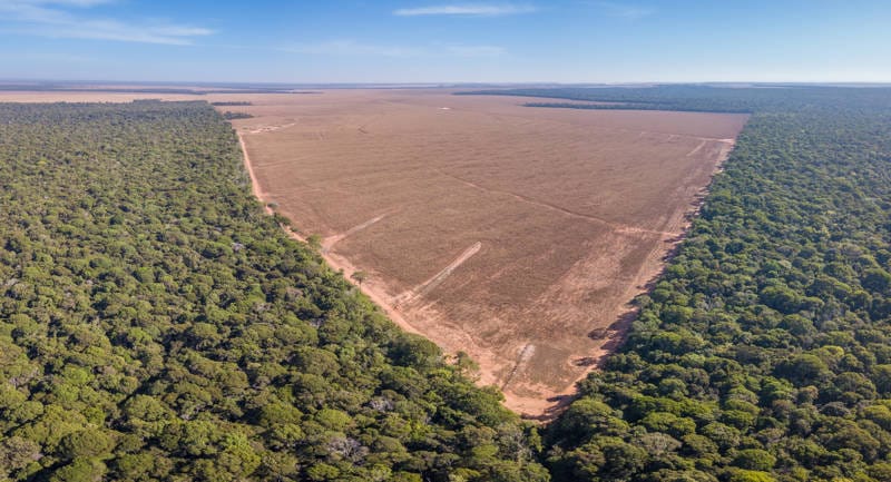 Brasil le da un Respiro al Planeta: Deforestación se Desploma a Niveles Récord