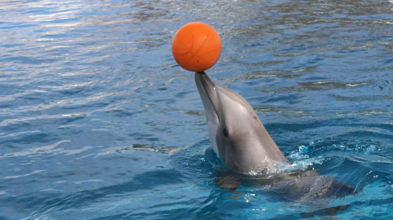 México prohíbe espectáculos con delfines y focas