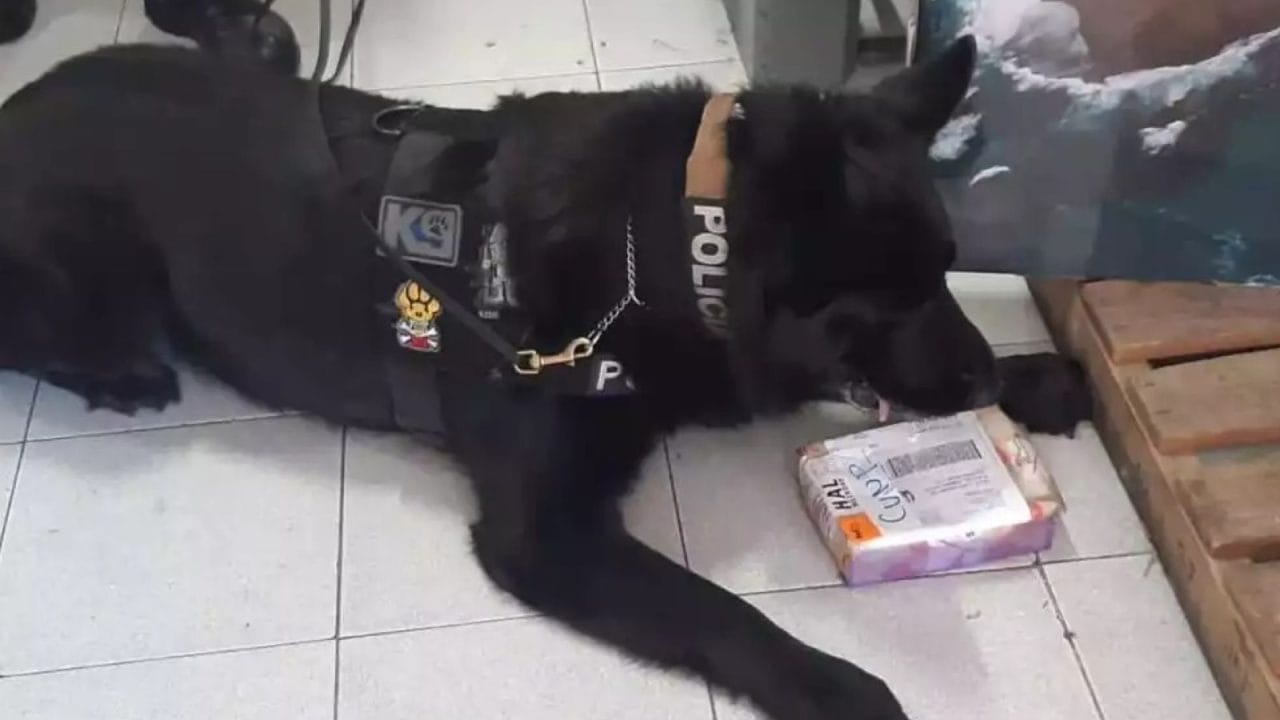 Luto en Playa del Carmen: Muere ‘kano’, el perro fundador de la unidad k9