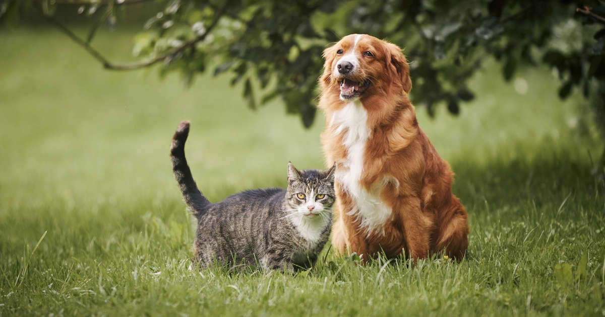 perro-gato-mascotas Esta foto cambió la ley: la historia del perro que protegió a un gato