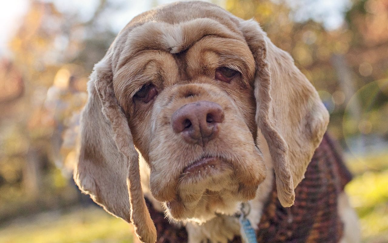Manejo del Dolor en Perros Mayores: Opciones de Tratamiento para la Artritis y Otras Afecciones.
