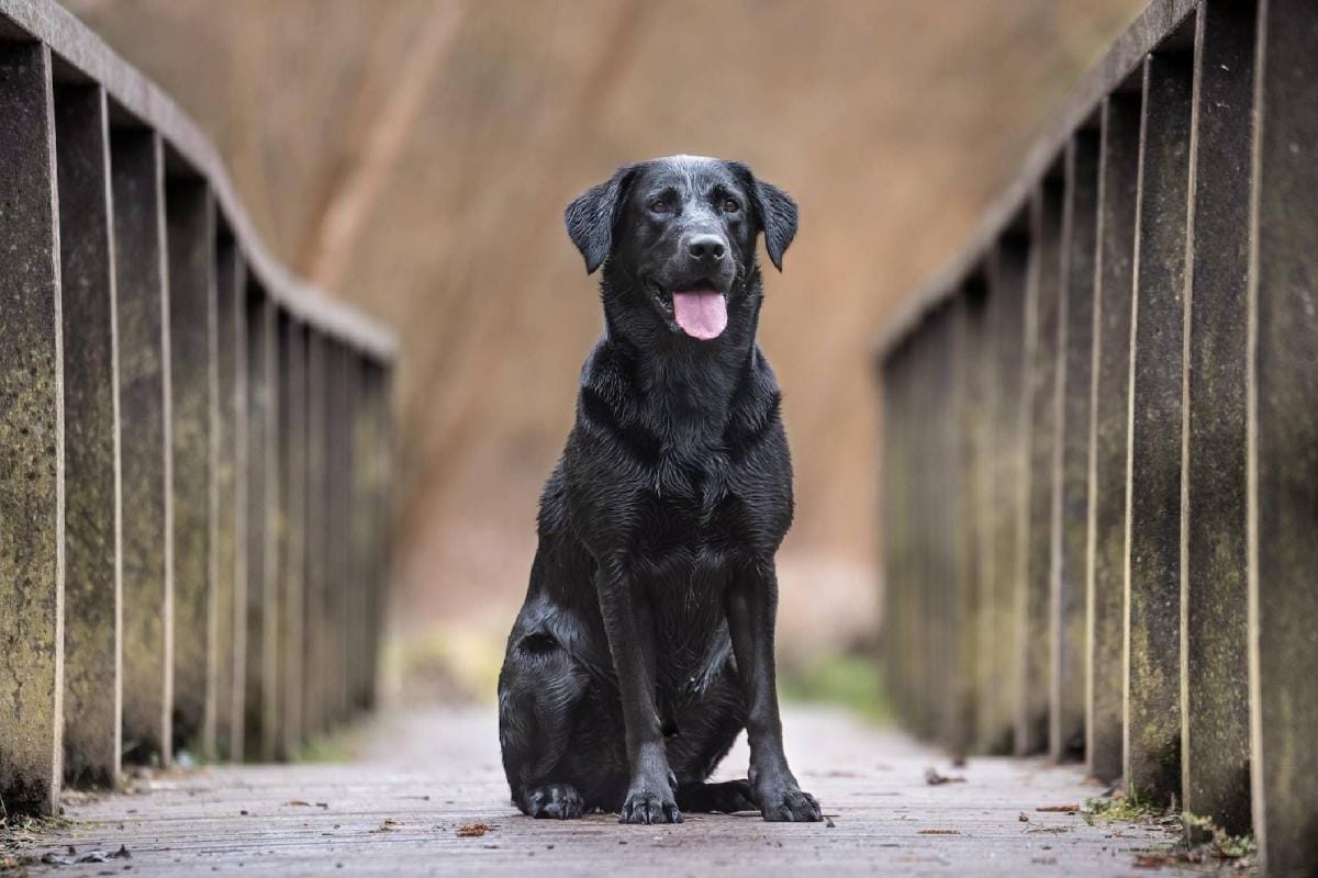 placebos_para_perros Placebos en Perros: ¿Funciona la Medicina "Natural"?