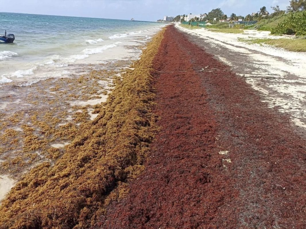 sargazo_toxico Alerta en el Paraíso: Sargazo es Tóxico y un Riesgo a la Salud