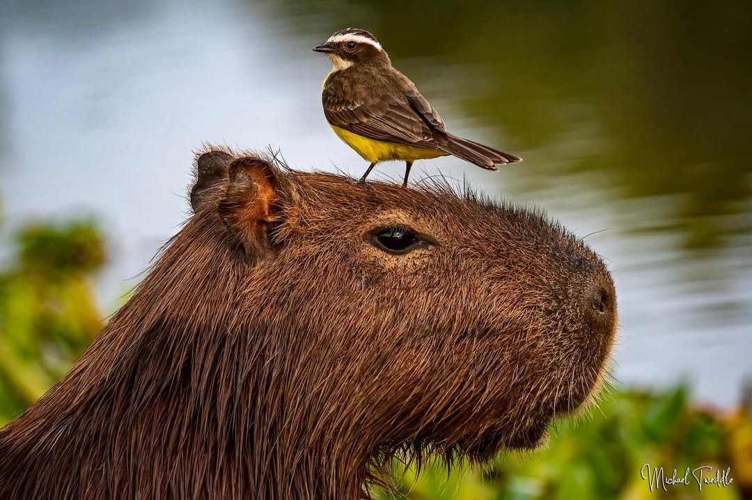 El capibara conquista corazones y redes sociales este 10 de julio, su día mundial El capibara conquista corazones y redes sociales este 10 de julio, su día mundial