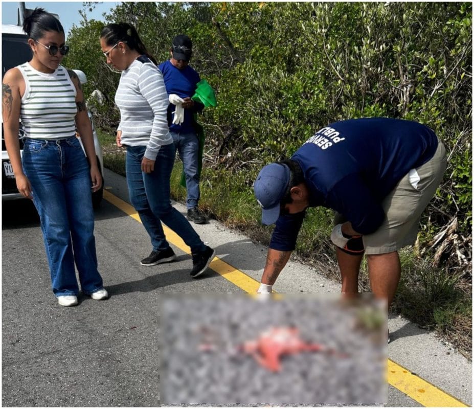 Alarma por flamingos atropellados en Yucatán; urgen conciencia vial