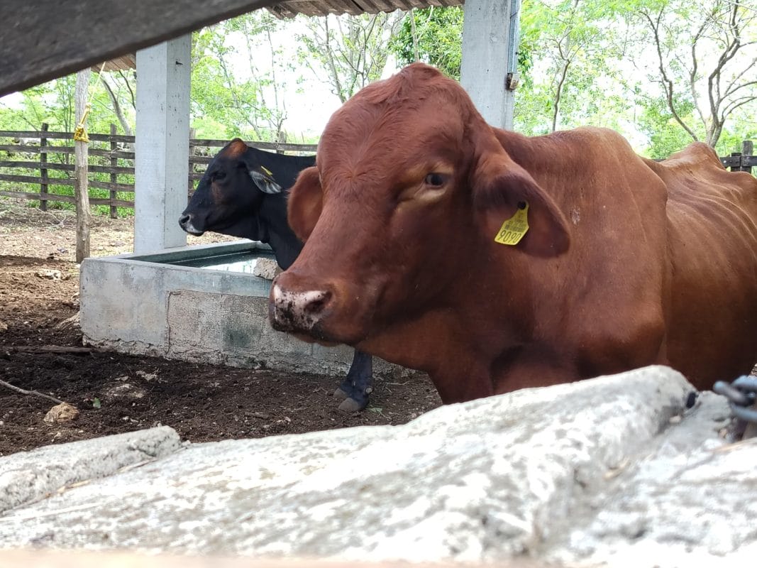 Detectan 20 nuevos casos de gusano barrenador en Yucatán
