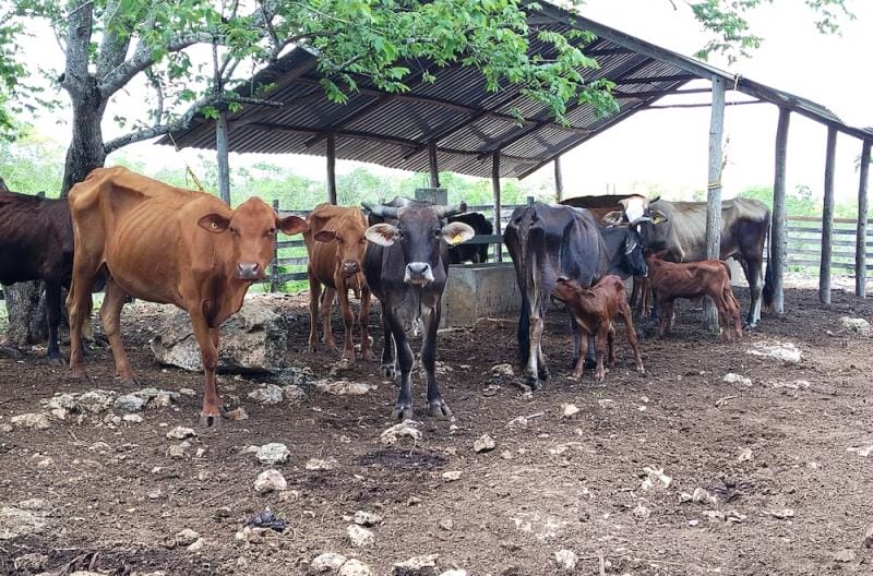 EU reabre frontera al ganado mexicano este lunes; persiste gusano barrenador