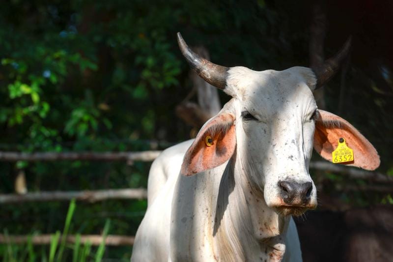 Gusano barrenador en Yucatán: Casos ascienden a 65, pero todos han sido curados