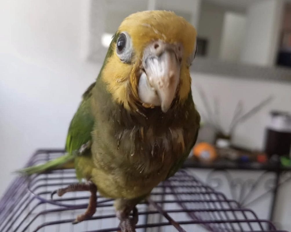 Yucatán: Decoloran y tiñen loros con químicos para venderlos como especies exóticas Yucatán: Decoloran y tiñen loros con químicos para venderlos como especies exóticas