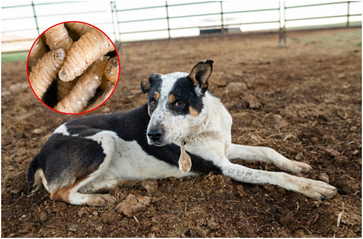 Gusano barrenador ha infectado a 15 perros en la península de Yucatán