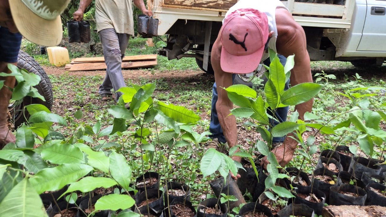 Renacimiento Verde: Entregan más de 8 mil árboles en el sur de Yucatán