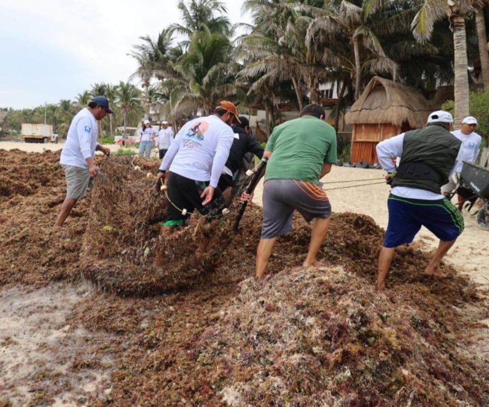 Recalan más de 140 toneladas de sargazo en Isla Mujeres
