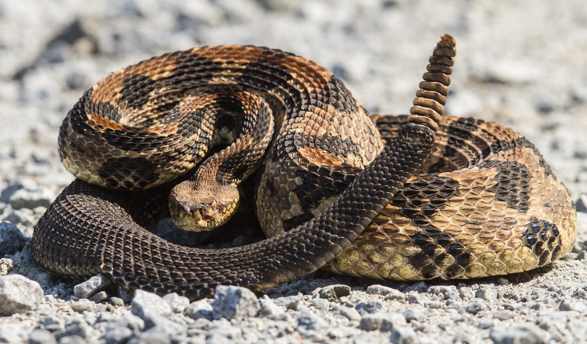 Aumentan mordeduras de serpiente en México: más de mil casos en lo que va del año