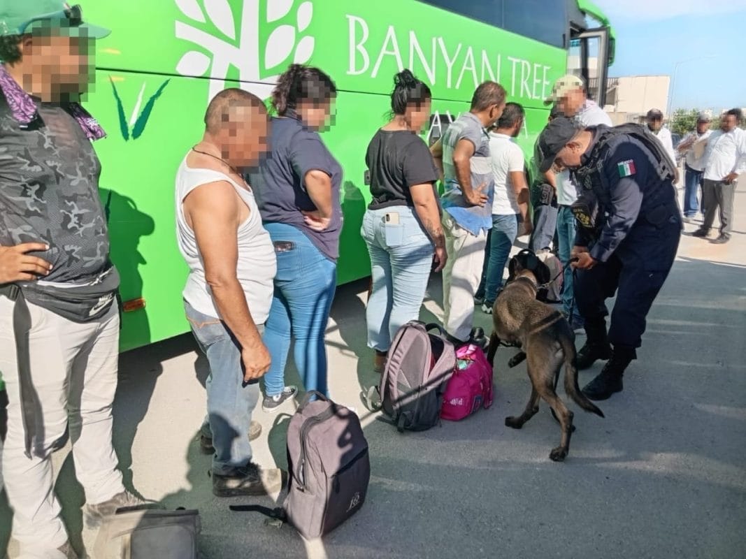 Perros entrenados refuerzan seguridad vacacional en Quintana roo