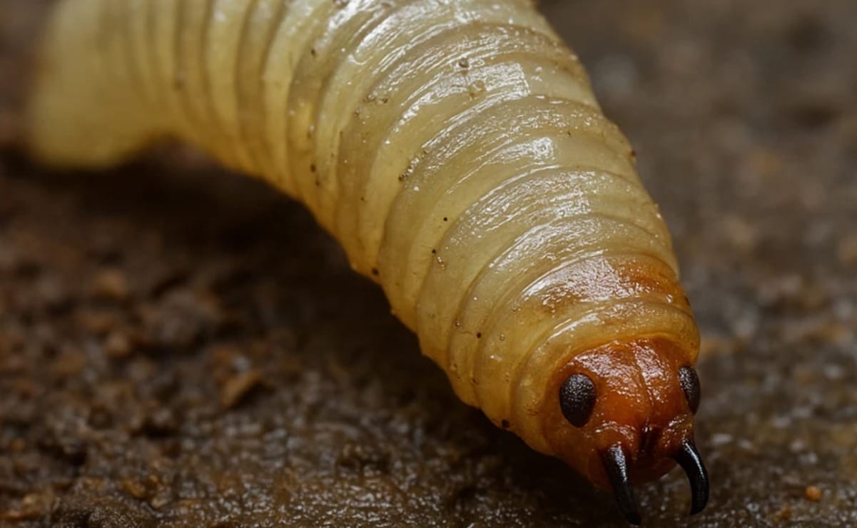 Alerta_gusano_barrenador_plaga_mexico Alerta Gusano Barrenador: La Plaga que Come Carne Humana Avanza