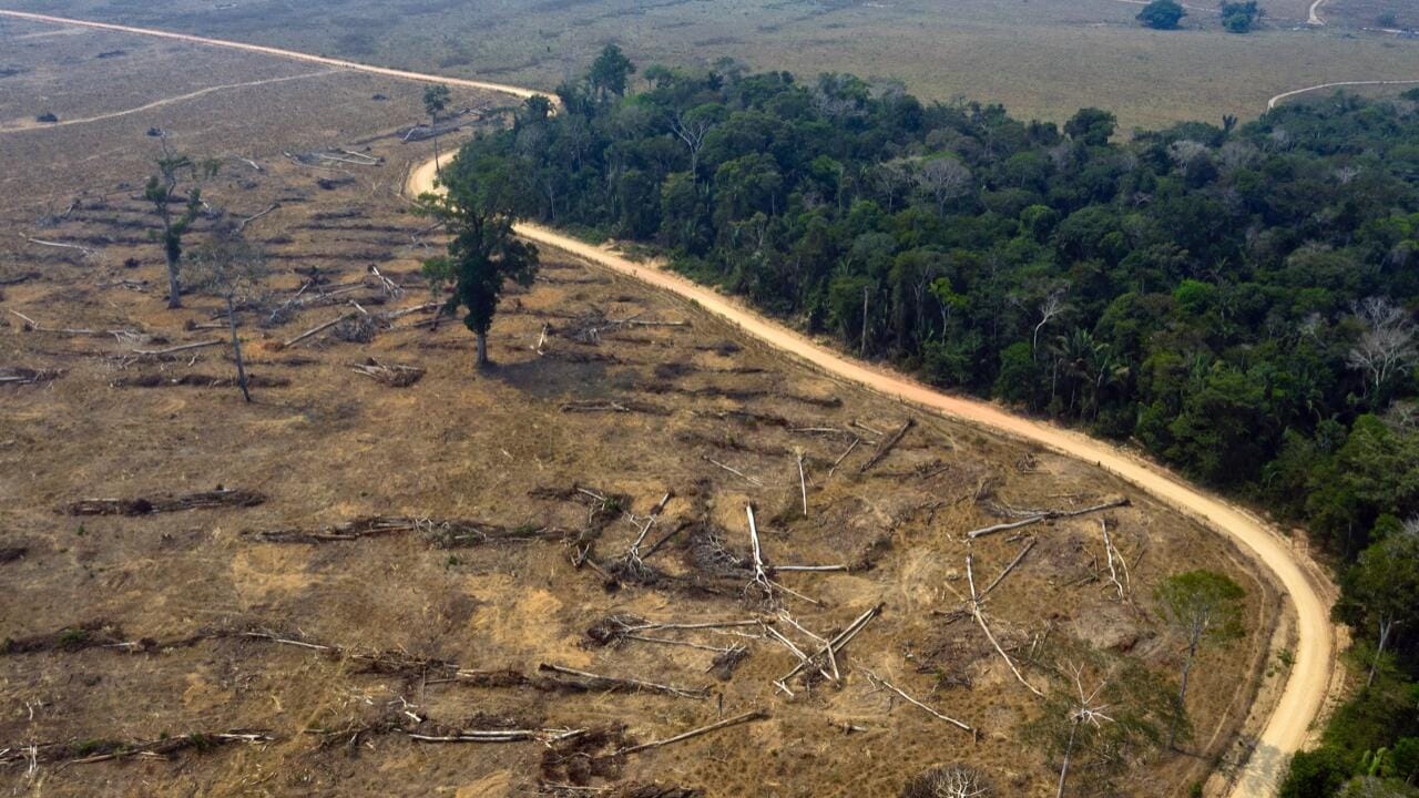 Alarma en la Amazonía: Deforestación se Desplaza de Brasil a Colombia y Bolivia