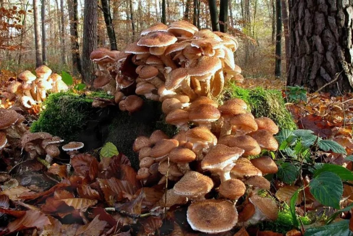 ¿Cuál es el organismo vivo más grande del mundo? (Spoiler: no es la ballena)