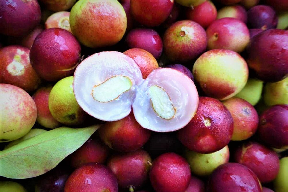 Camu camu_ la fruta amazónica con más vitamina C del mundo Camu camu: la fruta amazónica con más vitamina C del mundo