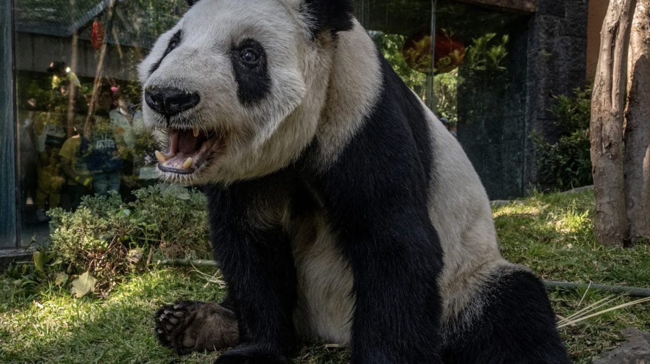 Panda Nuan Nuan Arremete Contra Pavo Real en Zoológico Chino