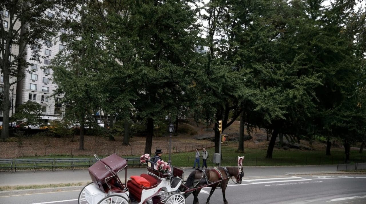 Absuelto Conductor de Carruaje de NY por Colapso Viral de Caballo: Indignación y Debate