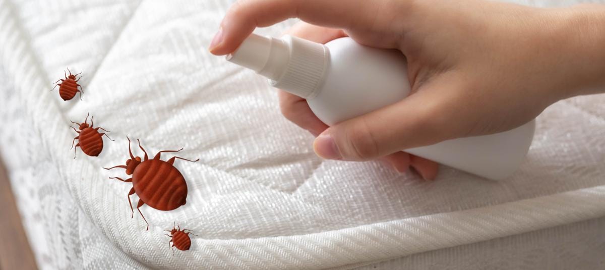 Chinches en casa: Riesgos para tu salud y métodos efectivos para eliminarlas