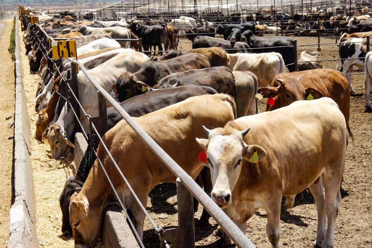 Cierran frontera a ganado mexicano por plaga carnívora mortal