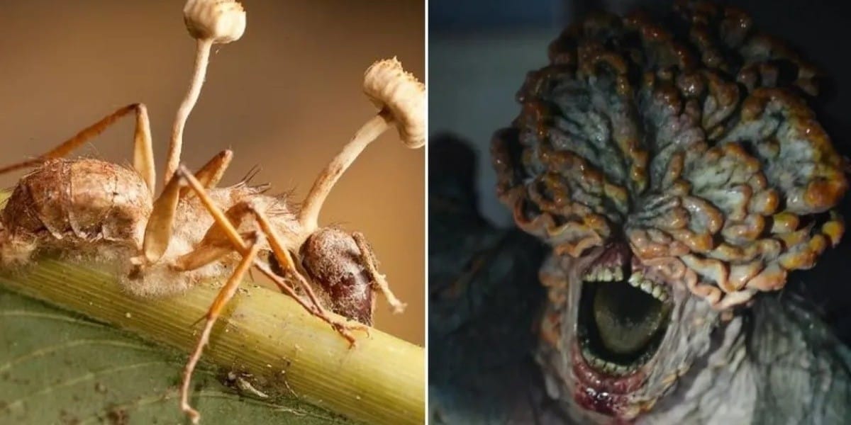 Cordyceps mexicana_ El Nuevo Hongo Descubierto en México que Recuerda a The Last of Us