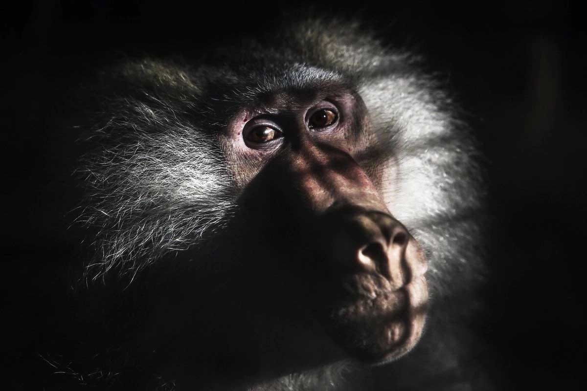 Denuncian sacrificio de babuinos en zoológico alemán por sobrepoblación