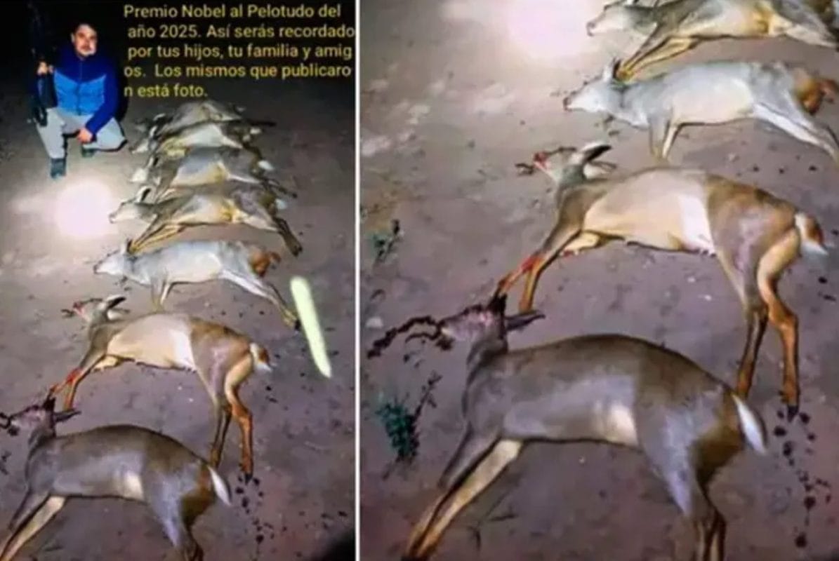 Detenido por caza furtiva en Tucumán tras viralizar foto con corzuelas muertas