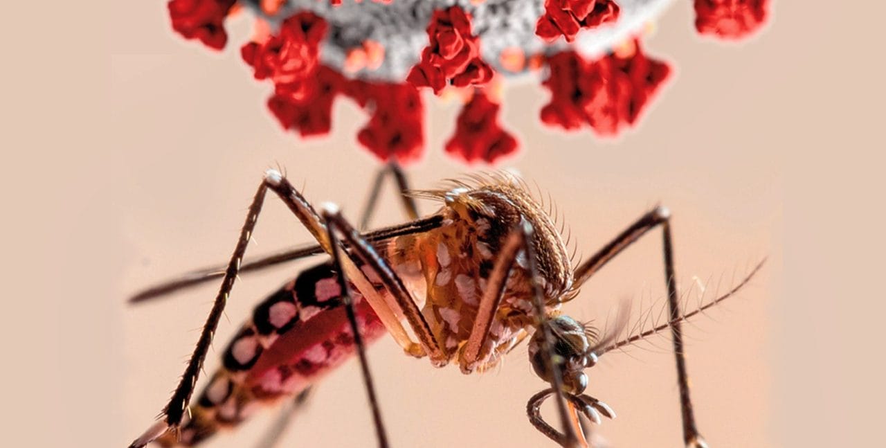 Alerta Climática y de Salud: El Mosquito del Dengue Expande su Territorio