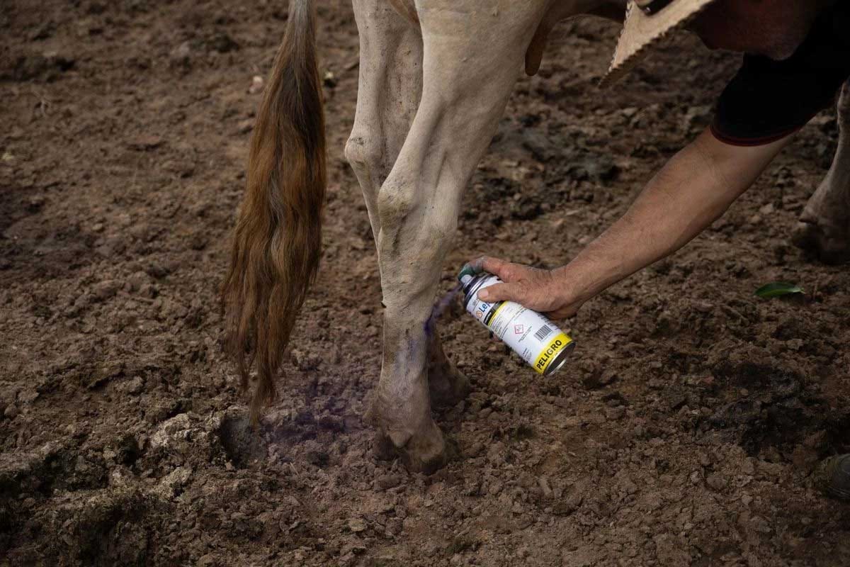 Fallece mujer en Campeche por complicaciones de miasis del gusano barrenador Fallece mujer en Campeche por complicaciones de miasis del gusano barrenador
