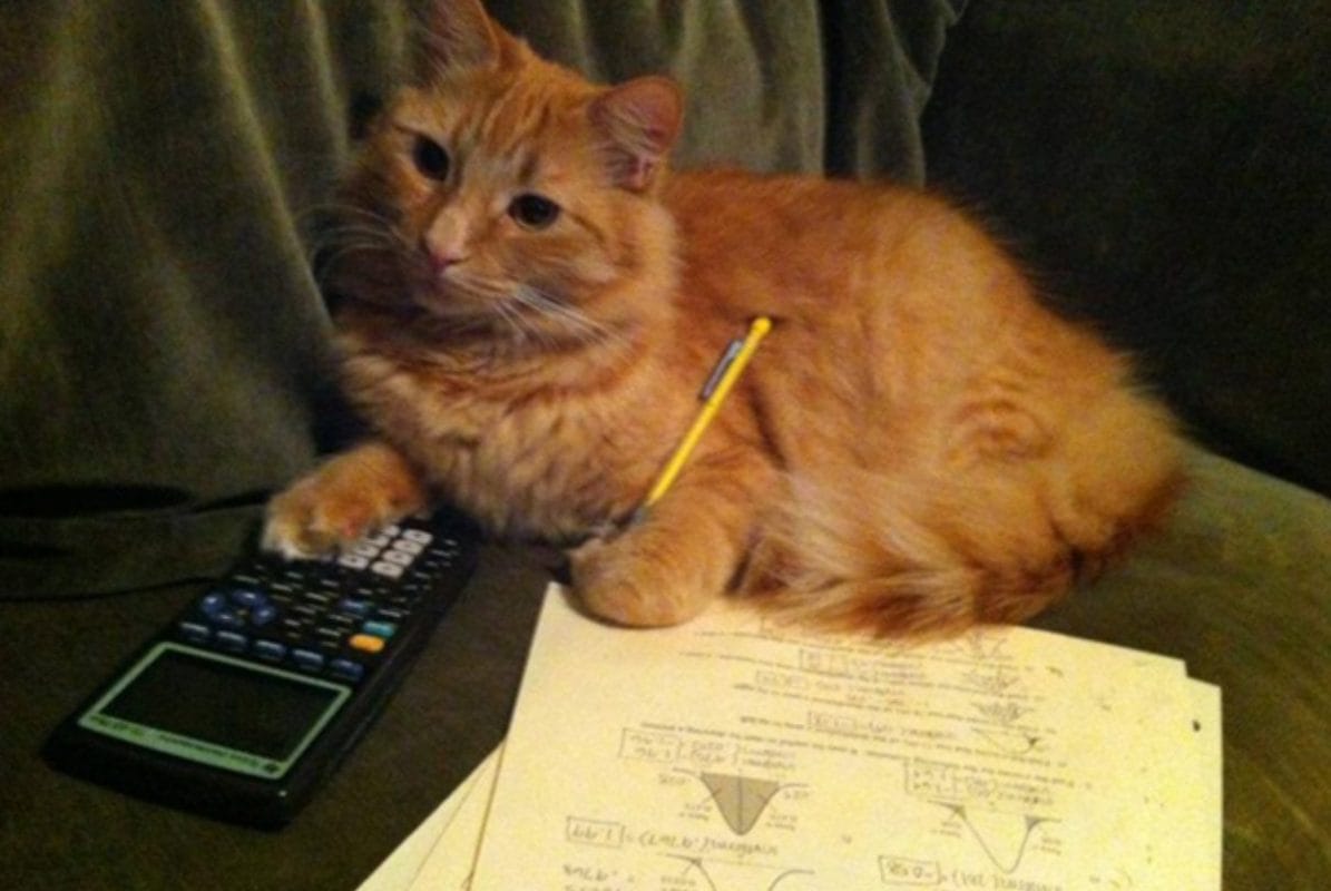 Gato Calculador: El meme viral del felino que piensa demasiado (como todos nosotros)