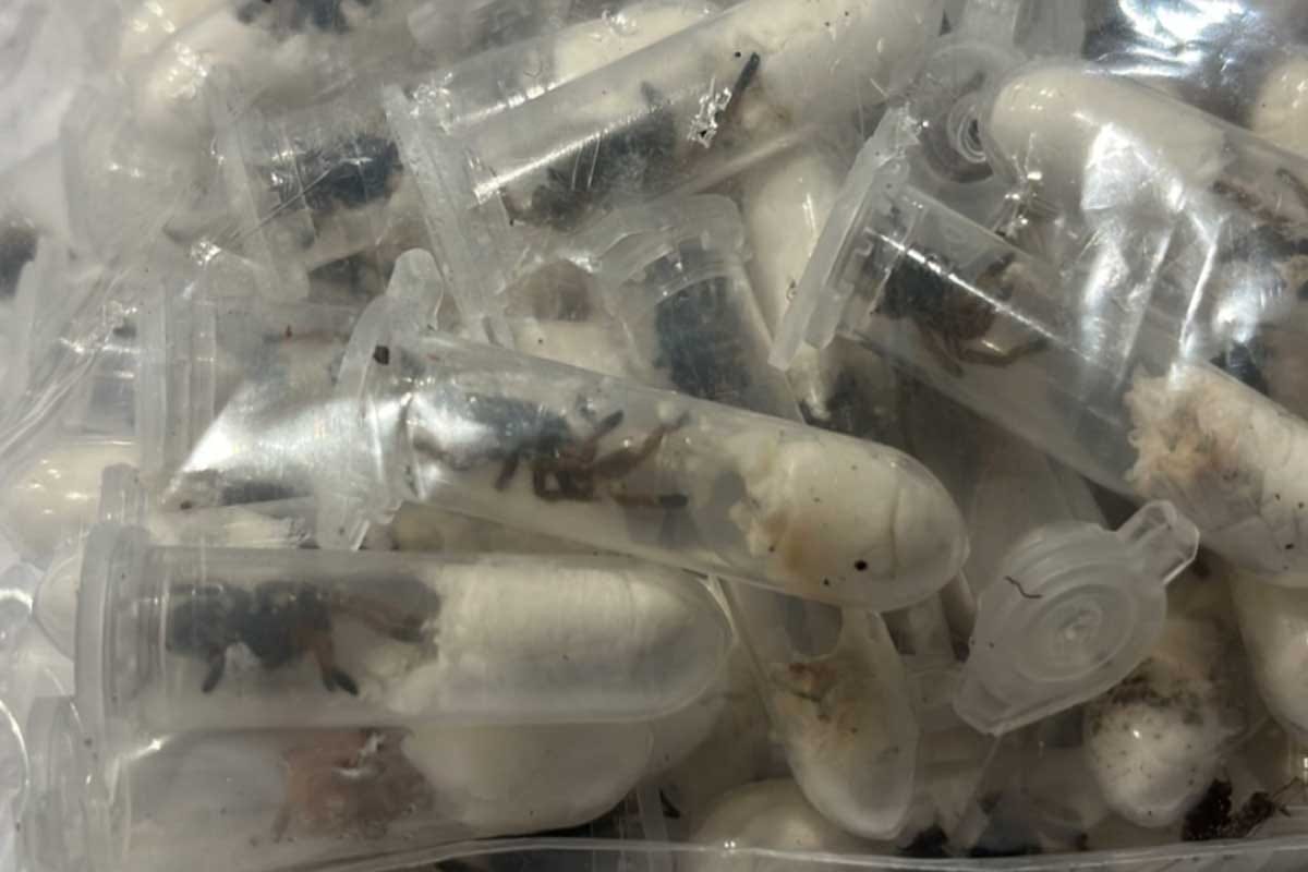 Hallan 1,500 tarántulas ocultas en paquetes de galletas en Alemania