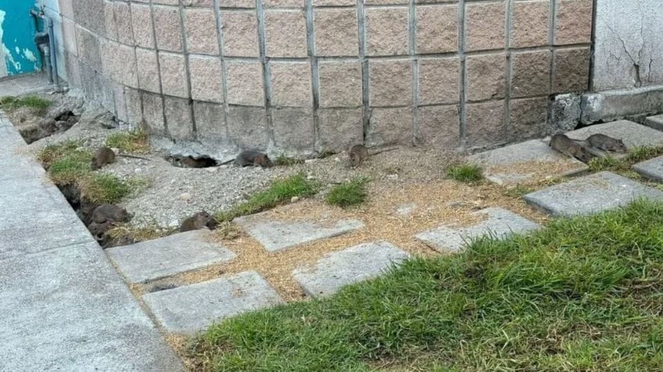 "Hasta Nombres les Puso": Plaga de Ratas Invade Fraccionamiento en Tecámac